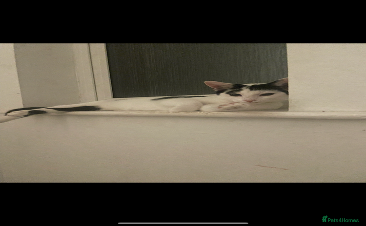 Domestic Shorthair cats - Advert 1
