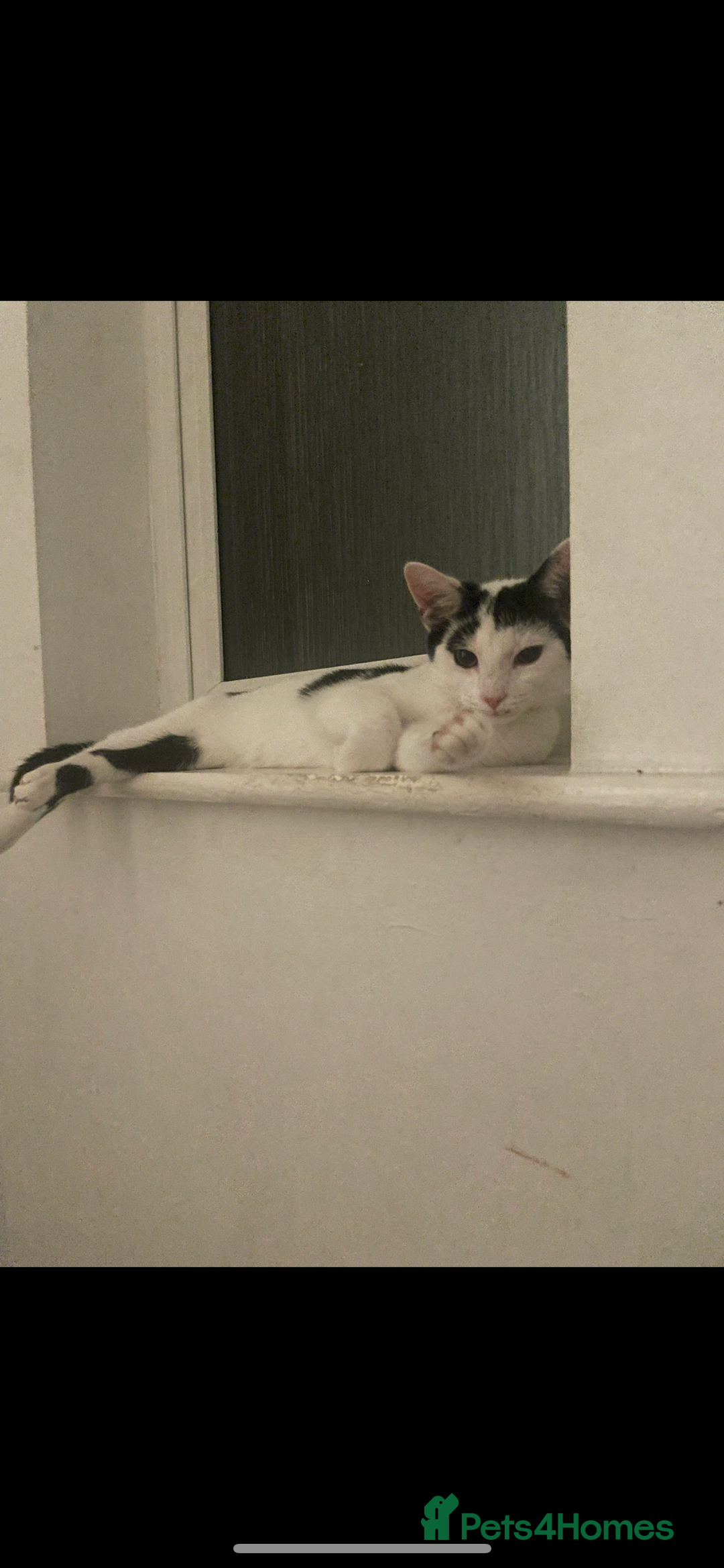 Domestic Shorthair cats for sale: Trixie  - Image 1
