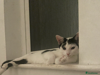 Domestic Shorthair cats - Advert 30