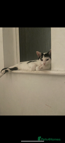 Domestic Shorthair cats - Advert 3