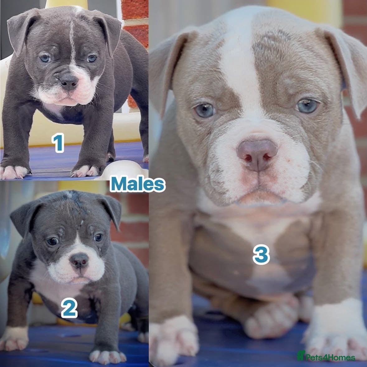Old Tyme Bulldog dogs 23 years 5⭐️Licensed & Registered uk no1  - Advert 7
