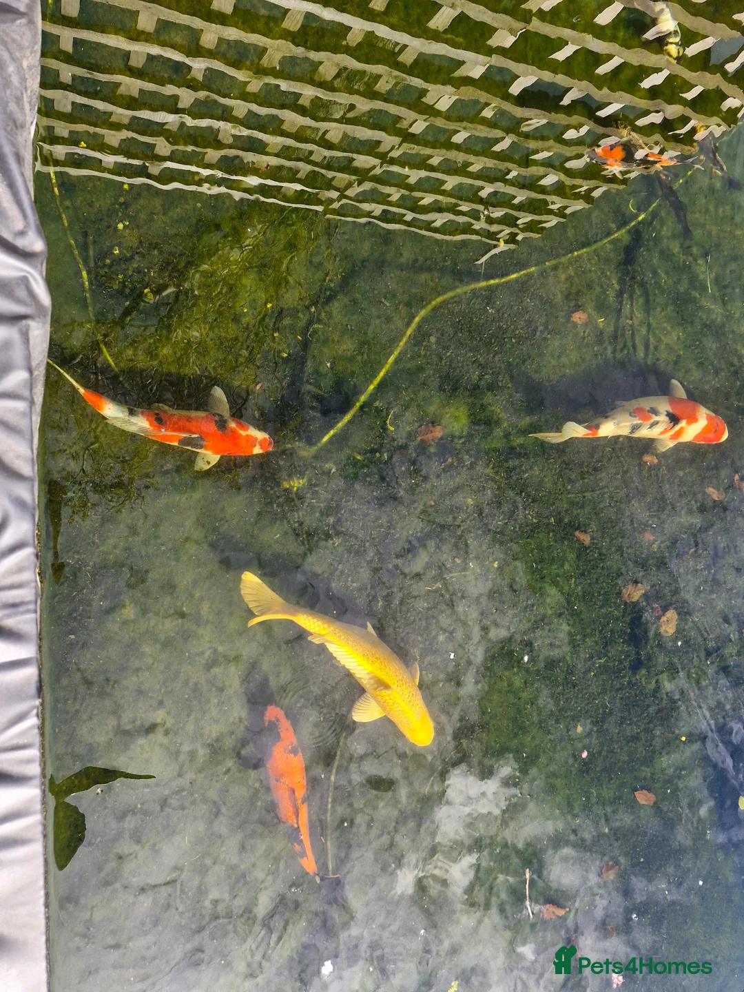 Koi Carp fish for sale: Beautiful koi carp - Advert 1