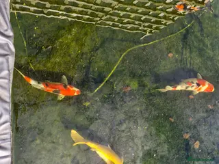 Koi Carp fish Beautiful koi carp - Advert 3