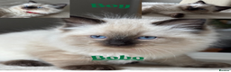 Ragdoll cats for sale: 5 beautiful PURE Ragdolls - Champion Bloodlines - Advert 6