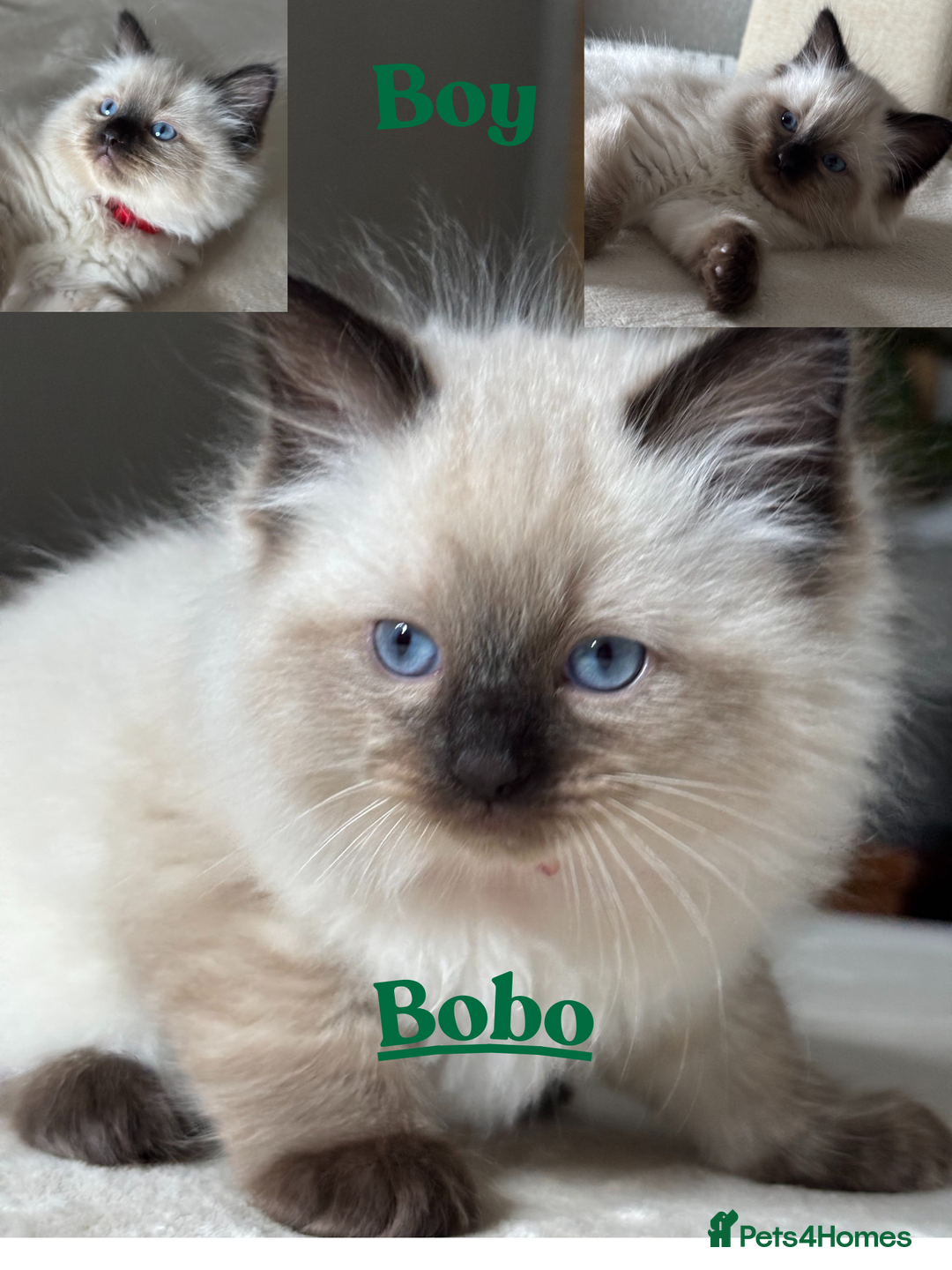 Ragdoll cats for sale: 5 beautiful PURE Ragdolls - Champion Bloodlines - Advert 6