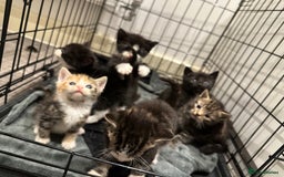 Domestic Shorthair cats for sale: Kittens - Image 9