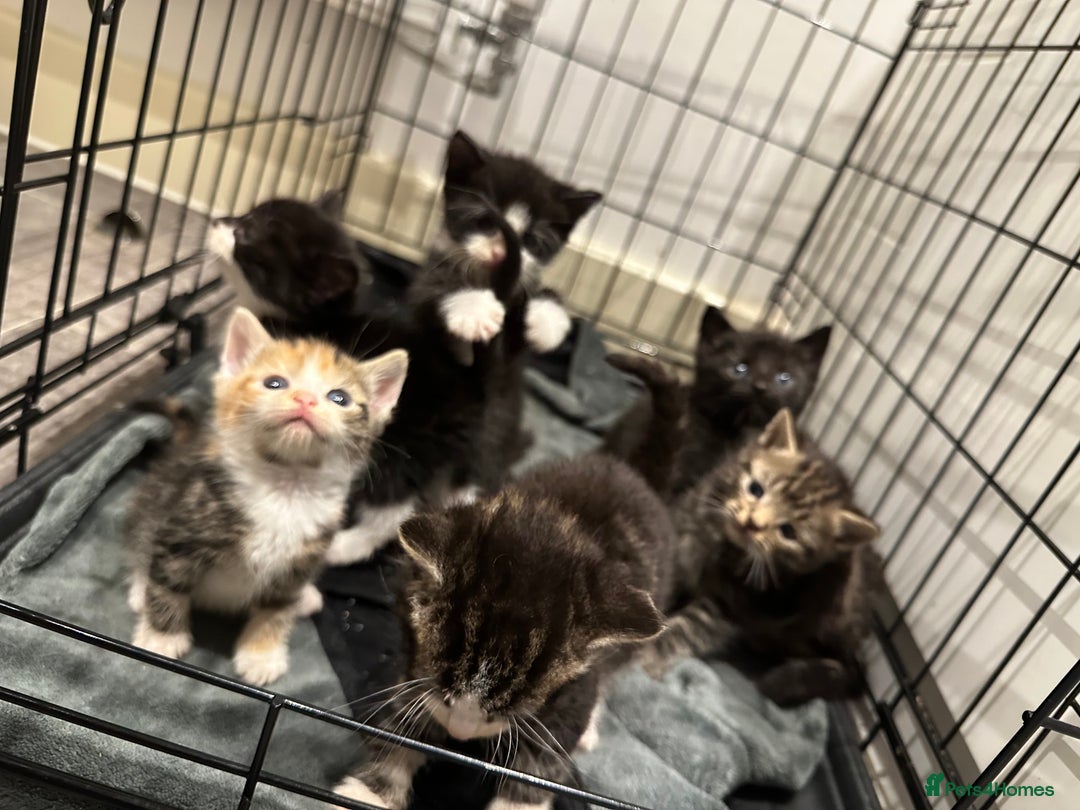 Domestic Shorthair cats for sale: Kittens - Image 9