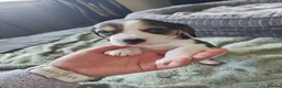 Beagle dogs for sale: 11 Beagle puppies - Advert 29