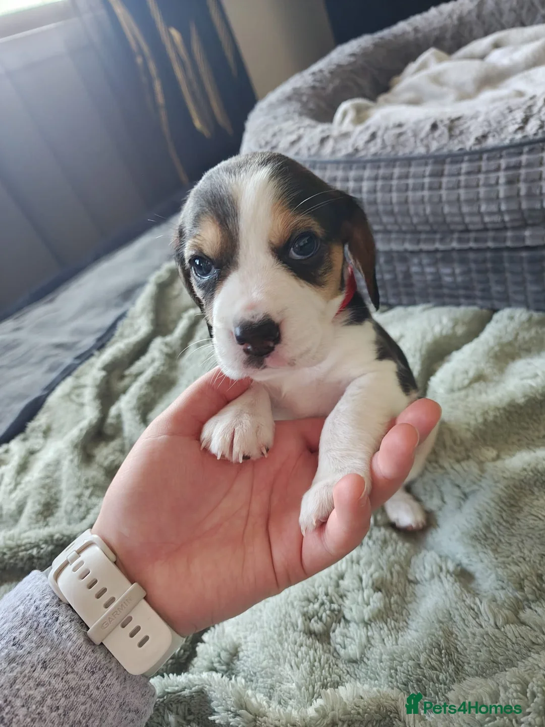 Beagle dogs for sale: 11 Beagle puppies - Advert 29