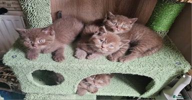 British Shorthair cats - Advert 1