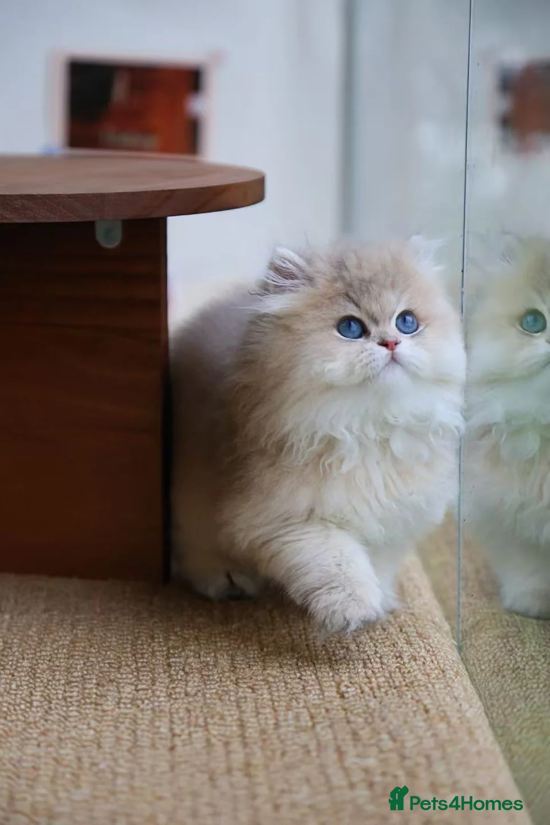 British Longhair cats for sale: Britsh longhair  - Advert 1