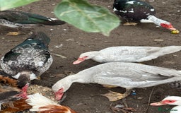 Ducks poultry for sale: Muscovy duck  - Image 7
