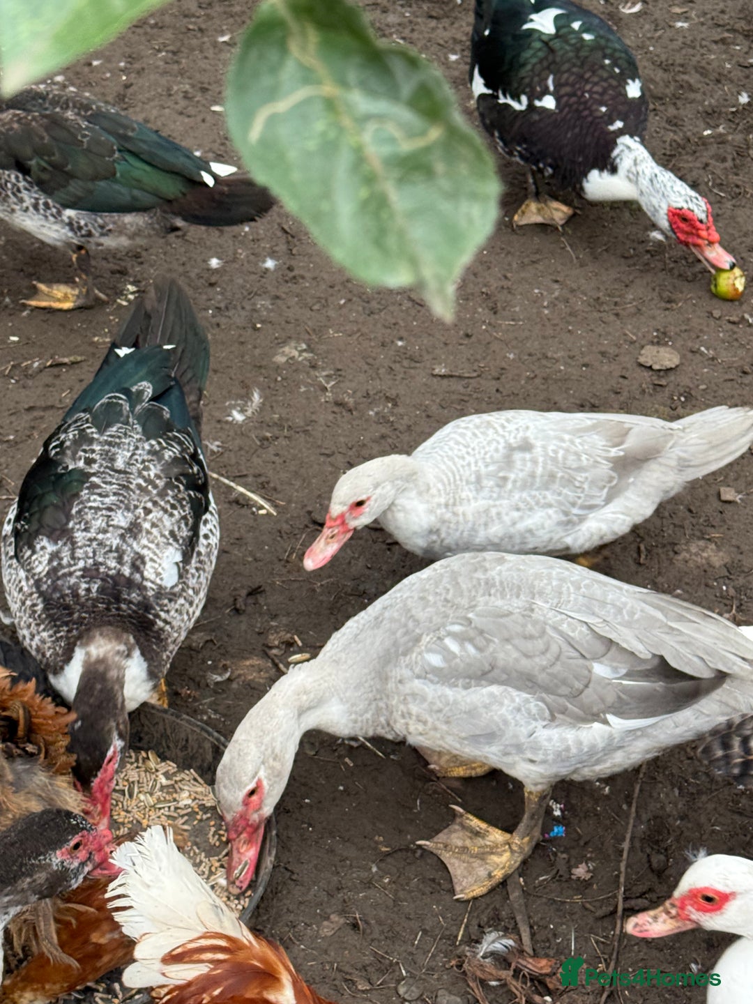 Ducks poultry for sale: Muscovy duck  - Image 7