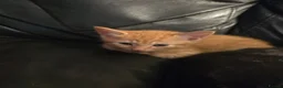 Mixed Breed cats for sale: Tabby & ginger and white kittens  - Advert 12