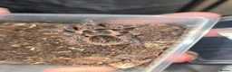 Tarantulas invertebrates for sale: Tarantula list - Advert 3