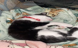 Mixed Breed cats for sale: 2 bonded males needs a home asap - Image 20