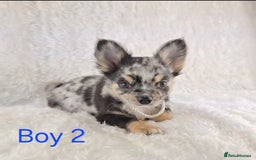 Chihuahua dogs for sale: ❣️Long Coat ❣️ Stunning Quality Chihuahuas  - Image 5