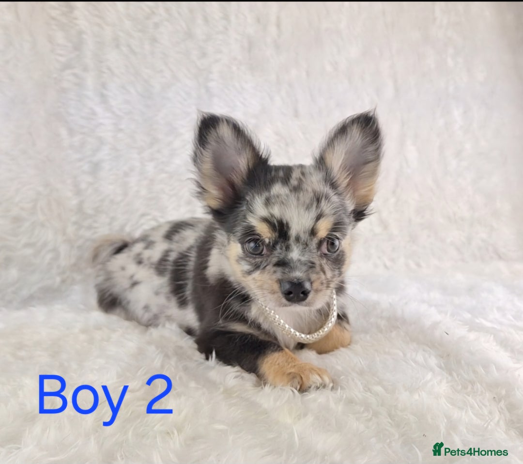 Chihuahua dogs for sale: ❣️Long Coat ❣️ Stunning Quality Chihuahuas  - Image 5