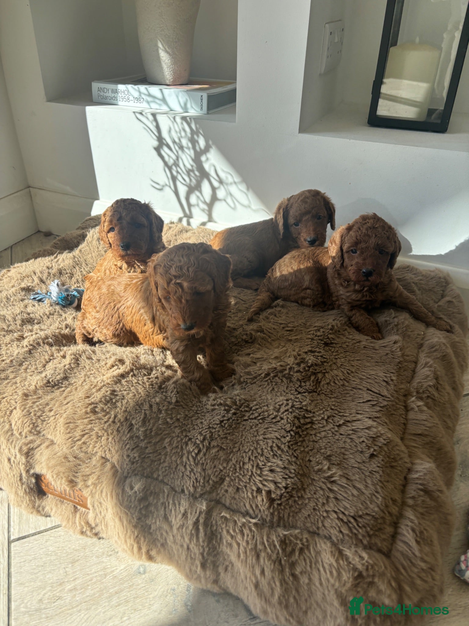 Labradoodle dogs Curly red Labradoodle F1b - Advert 2