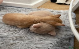 Mixed Breed cats for sale: Kittens for sale  - Image 16