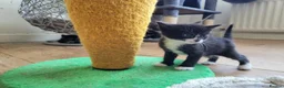 Mixed Breed cats for sale: 3 beautiful kittens left - Advert 9