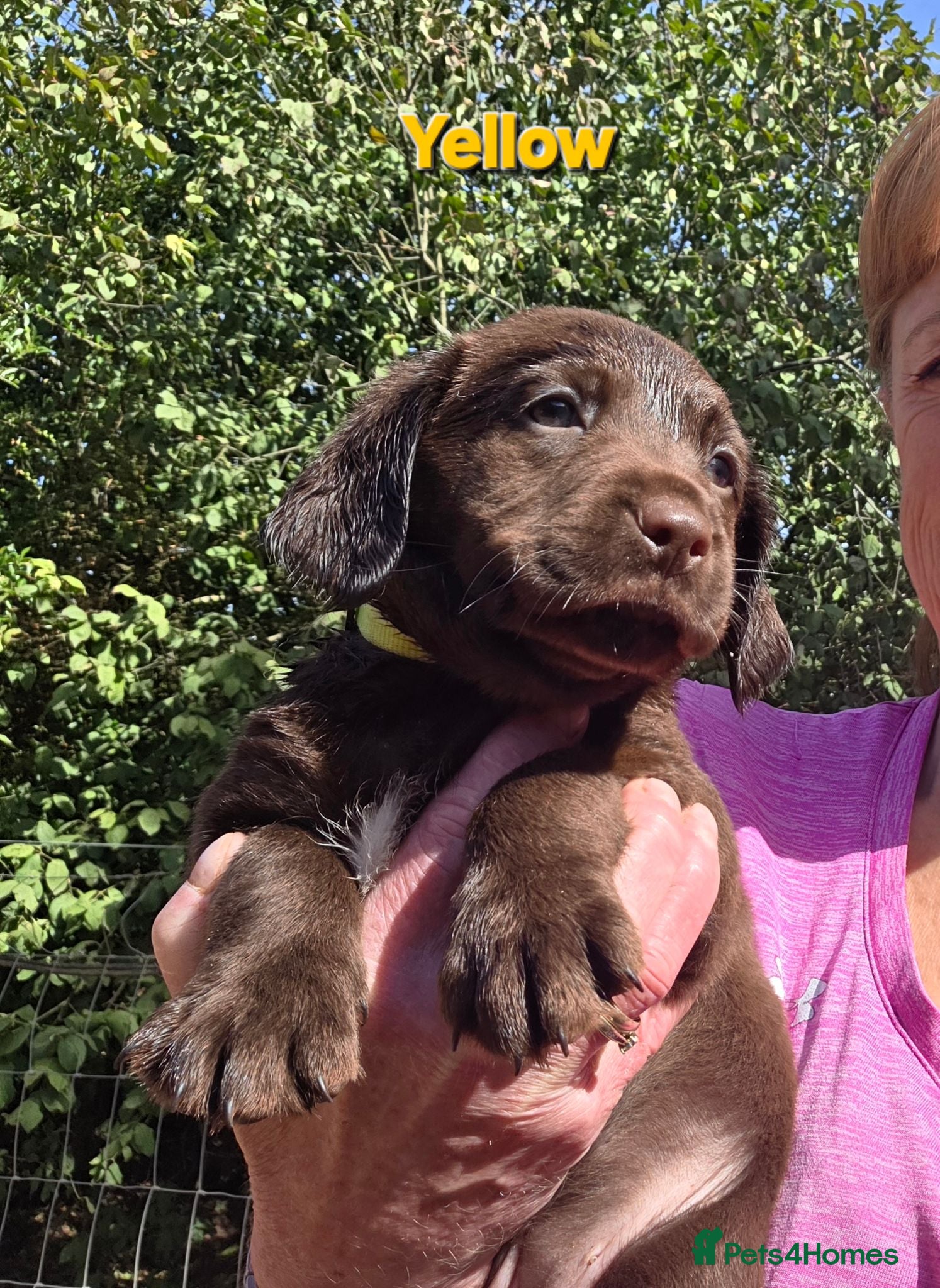 Cockerdor dogs Beautiful chocolate Springador puppies  - Advert 2