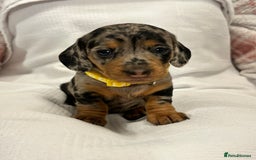 Miniature Dachshund dogs for sale: Beautiful Miniature dachshund puppies - Image 6