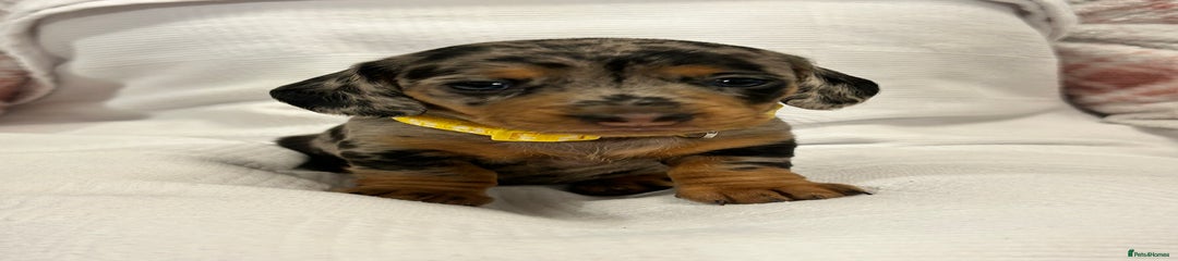 Yellow collar