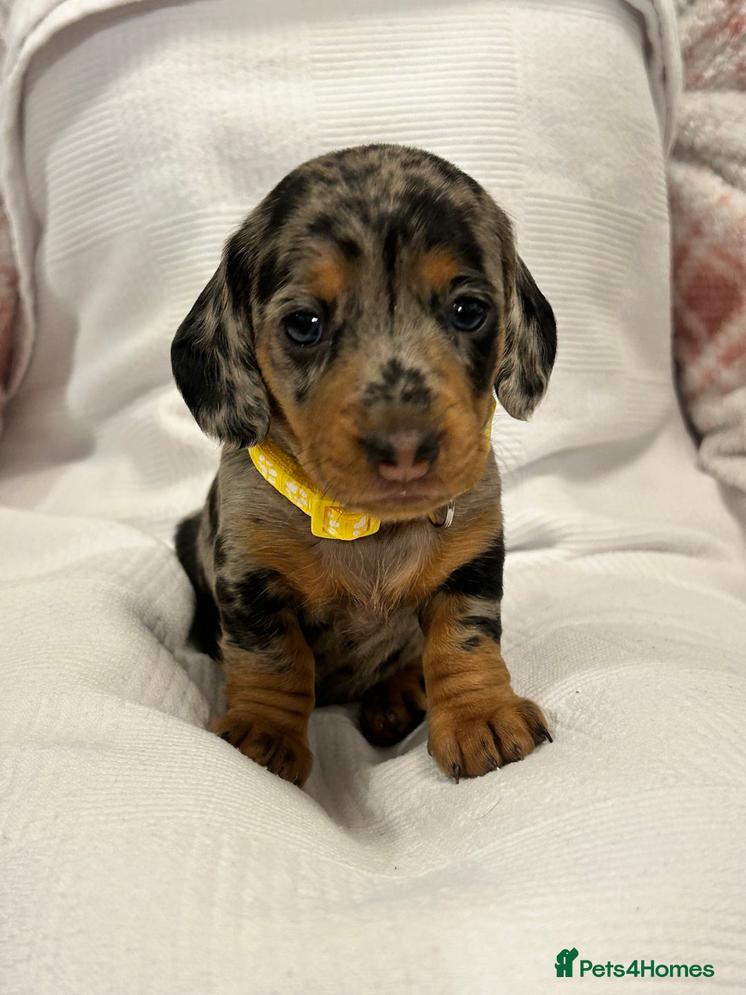 Miniature Dachshund dogs for sale: Beautiful Miniature dachshund puppies - Image 6