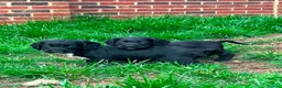 Cocker Spaniel dogs for sale: 4 beautiful cocker spaniel puppys 🤩 - Advert 8