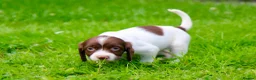 English Springer Spaniel dogs for sale: Working Line Liver And White Springer Spaniels - Advert 4