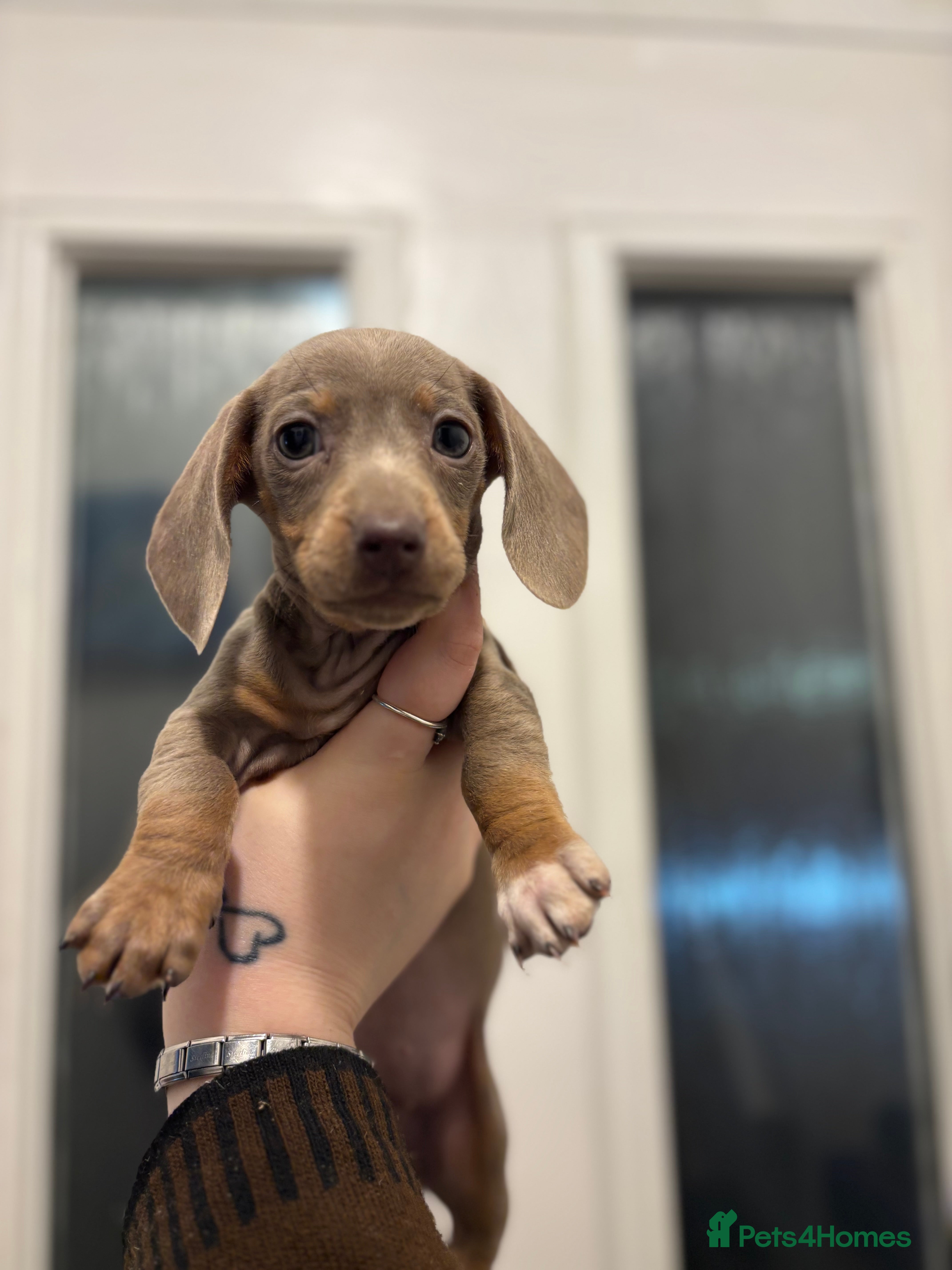 Dachshund dogs Dachshund looking for forever home  - Advert 1