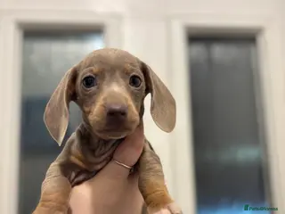 Dachshund dogs Dachshund looking for forever home - Advert 1