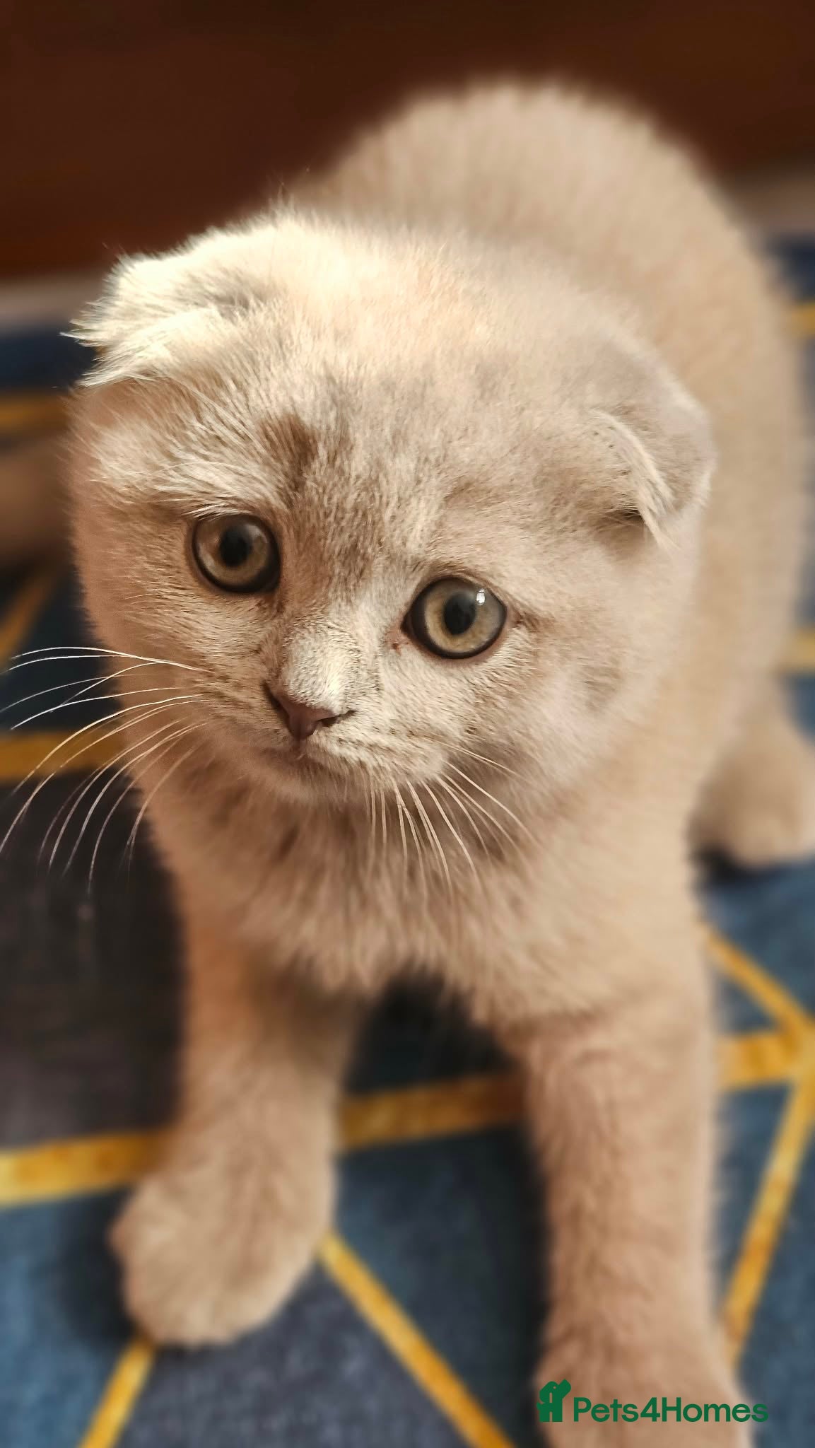 Scottish Fold cats Scottish fold - Advert 1