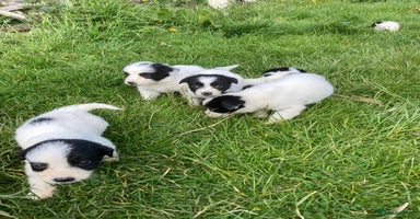 Mixed Breed dogs - Advert 6