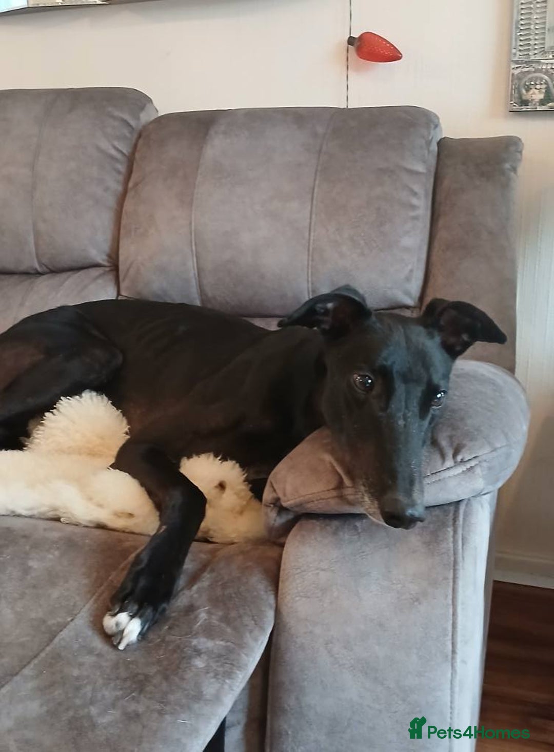 Greyhound dogs for sale: ***FERN RESCUE**ADOPTED & FOREVER HOMES GREYHOUNDS - Image 3