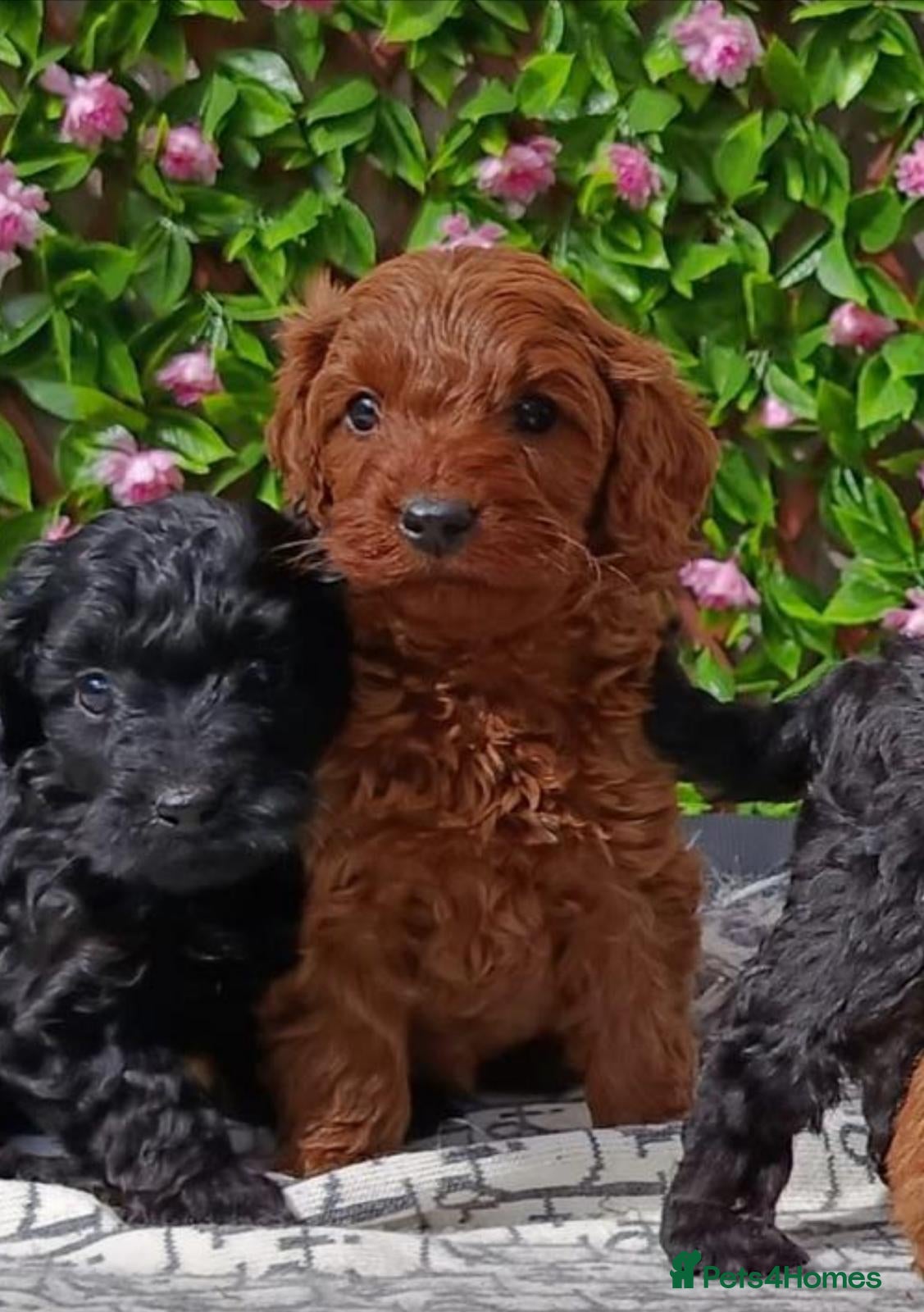 Cavapoo dogs F1 CAVAPOO EXTENSIVELY HEALTH TESTED PARENTS  - Advert 1