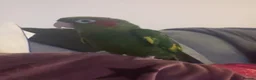 Parrots birds for sale: Hoffmans Conure  in Bournemouth - Advert 2