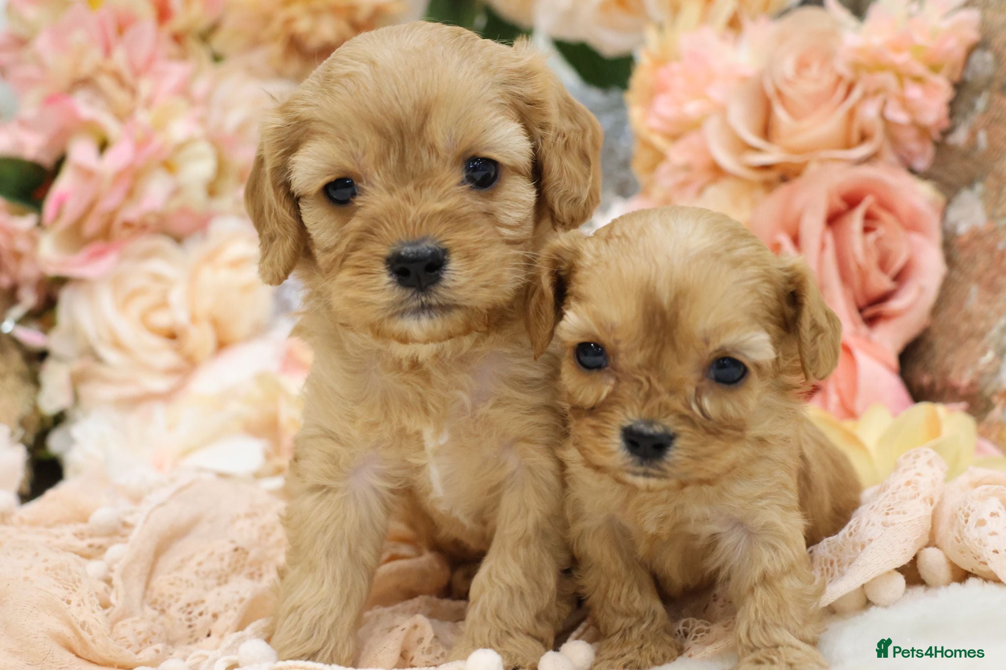 Cavapoo dogs *Health tested* F1 Cavapoos - Advert 2