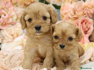 Cavapoo dogs *Health tested* F1 Cavapoos - Advert 2
