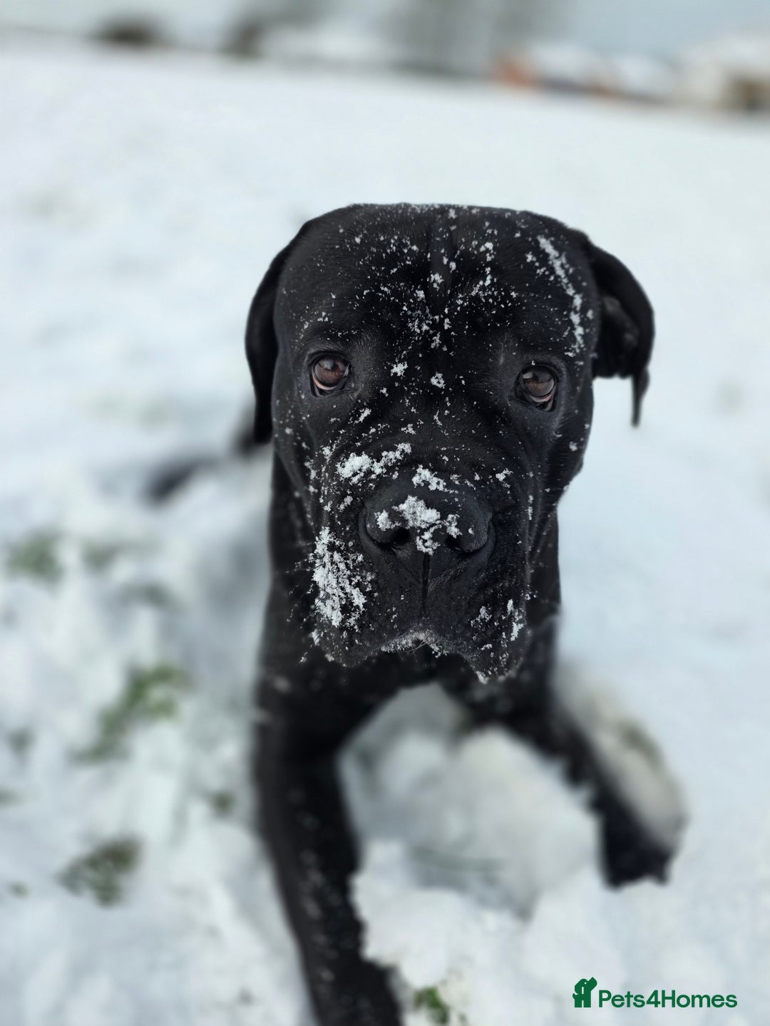 Cane Corso dogs for sale: Arlo - Cane Corso 2 yrs old - Advert 1