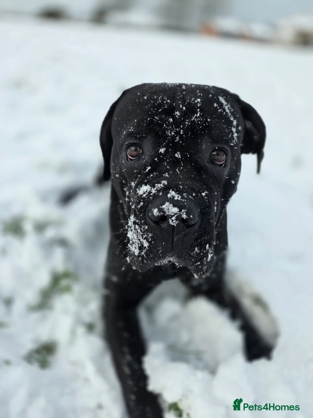 Cane Corso dogs for sale: Arlo - Cane Corso 2 yrs old - Advert 2