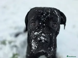 Cane Corso dogs Arlo - Cane Corso 2 yrs old - Advert 12