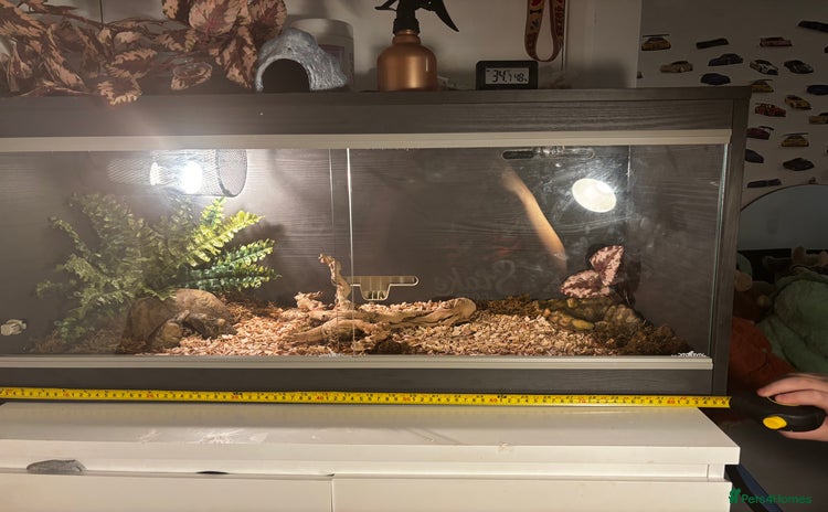 Corn Snake reptiles - Advert 5