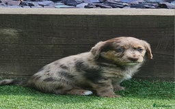 Jackapoo dogs for sale: 🐶 Rare-Coloured Jackapoo Puppies  - Image 10