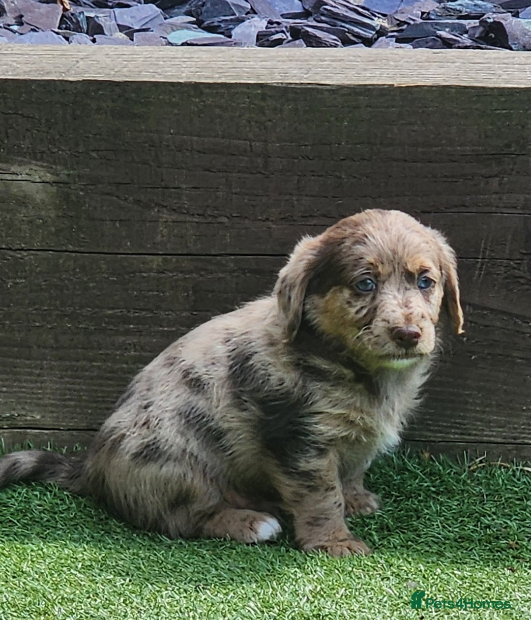 Jackapoo dogs for sale: 🐶 Rare-Coloured Jackapoo Puppies  - Image 10