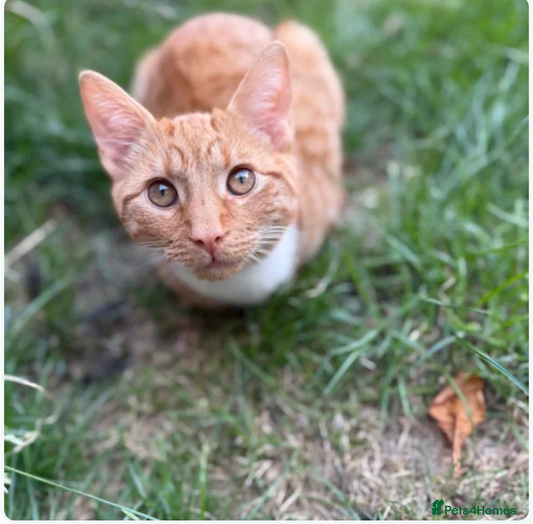 Mixed Breed cats for sale: The most beautiful kittens  in Wotton-under-Edge - Image 10