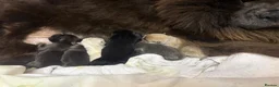 Chow Chow dogs for sale: Beautiful fawn smooth  - Advert 1