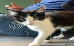 Mixed Breed cats for sale: Beautiful kittens  - Image 21