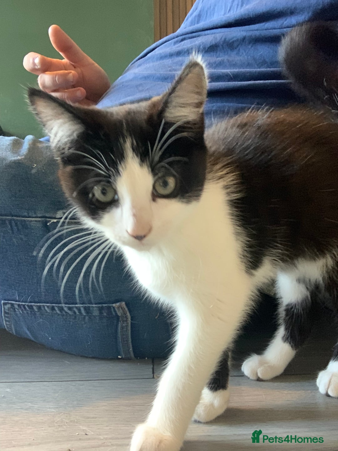 Mixed Breed cats for sale: Beautiful kittens  - Image 21